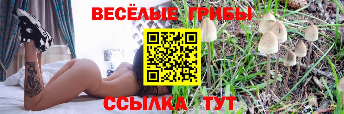 как найти наркотики  Псилоцибиновые грибы GOLDEN TEACHER  Ахтубинск  Вход с VPN  Галлюциногенные грибы ЛСД 